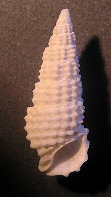 Cerithium scobiniforme 002.jpg