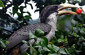 Ceylon Grey Hornbill.jpg