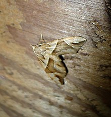 Chaetolopha oxyntis. فرش جنگلی مثلث. LARENTIINAE ، GEOMETRIDAE - Flickr - gailhampshire.jpg