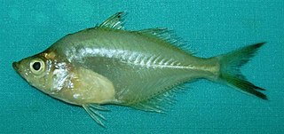 Elongate glassy perchlet species of fish