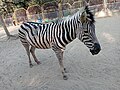 Plains zebra