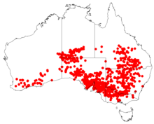 ChenopodiumdesertorumDistributionMap.png