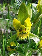 Chloraea disoides