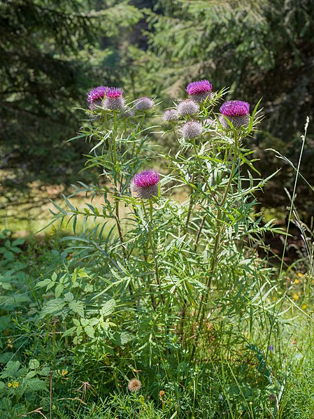 File:Cirsium heterophyllum Seiseralm Südtirol.jpg