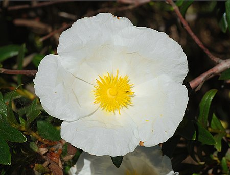 Cistus April 2008-2.jpg