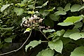 クサギ Clerodendrum trichotomum