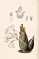 Clowesia rosea plate 39 in: Edwards's Bot. Register (Orchidaceae), vol. 29, (1843)