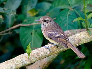 Cnemotriccus fuscatus - Fuscous Flycatcher; Bodoquena, Mato Grosso do Sul, Brazil.jpg