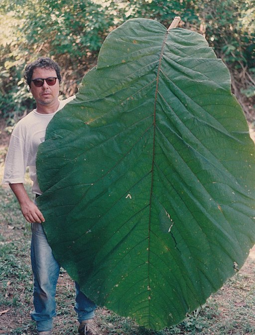 Coccoloba gigantifolia leaf size