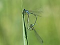 Coenagrion lunulatum (Charpentier, 1840)