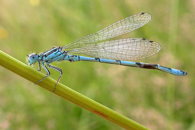 Agrion de Mercure