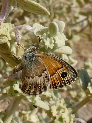 <i>Coenonympha thyrsis</i> Species of butterfly