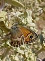 Coenonympha thyrsis