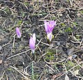 Colchicum bulbocodium habitus