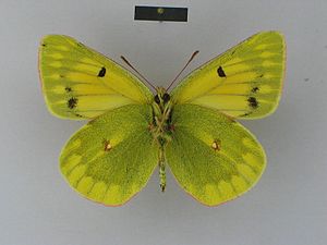 Colias nina tsurpuana male Paratype 03 ventral side ZSM.jpg