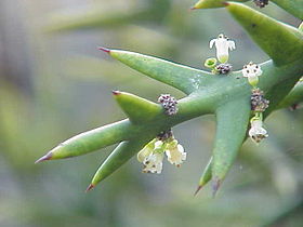 Colletia atrox