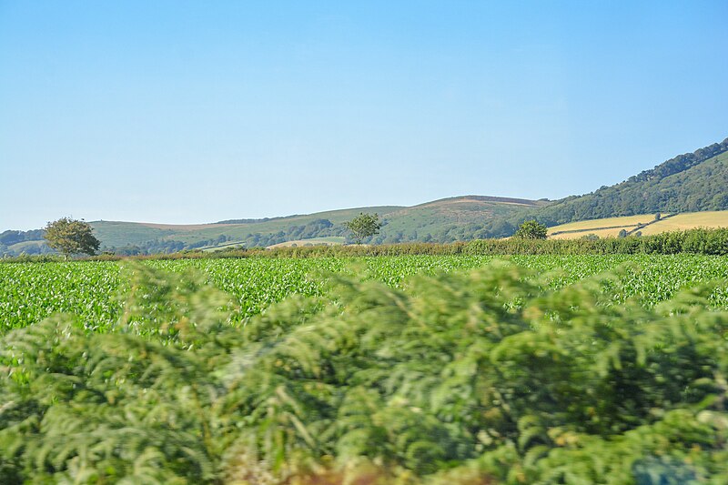 File:Combe Florey , Grassy Field - geograph.org.uk - 6259043.jpg