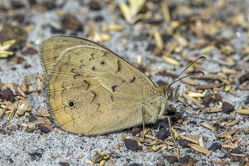 File:Common brown (Heteronympha merope merope) male underside Kangaroo Island.jpg