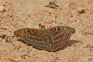 <i>Euryphura chalcis</i> Species of butterfly