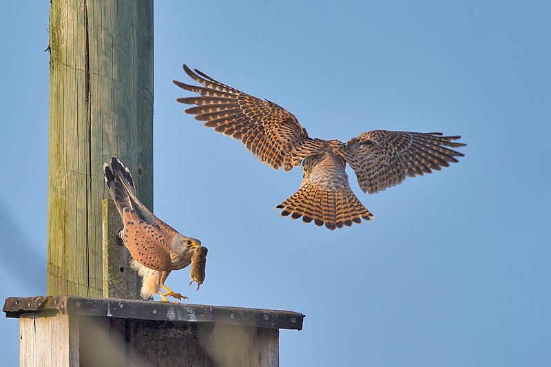 File:Common kestrel.jpg