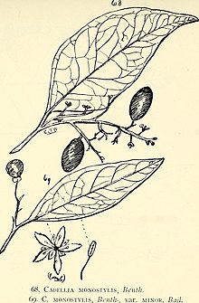 Comprehensive catalogue of Queensland plants, both indigenous and naturalised. To which are added, where known, the aboriginal and other vernacular names; with numerous illustrations, and copious (14782777675).jpg