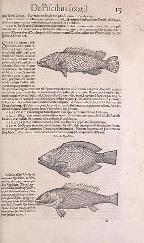 File Conr Gesneri Tigurini Medicinae Et Philosophiae Professoris In Schola Tigurina Historiae Animalium Liber Ii Page 13 Bhl Jpg Wikimedia Commons