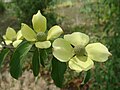 Fire støtteblader omgir blomsterhodene hos Cornus capitata