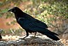 One black raven