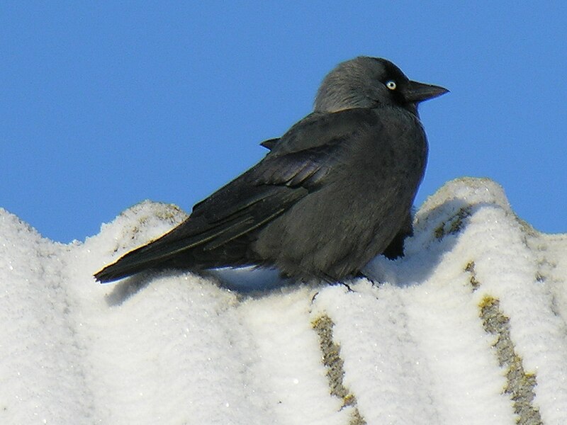 File:Corvus monedula Lithuania 6784.jpg