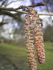 Male catkins