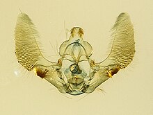 Cosmorrhyncha, m, genitalia 2016-02-23-12.12 (24606524373).jpg