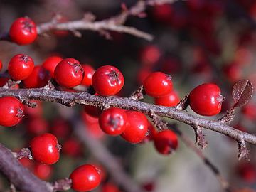 Fruits