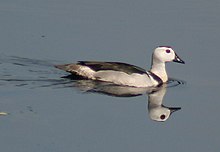 Cotton Pgymy Goose I2- Kolkata IMG 4808.jpg