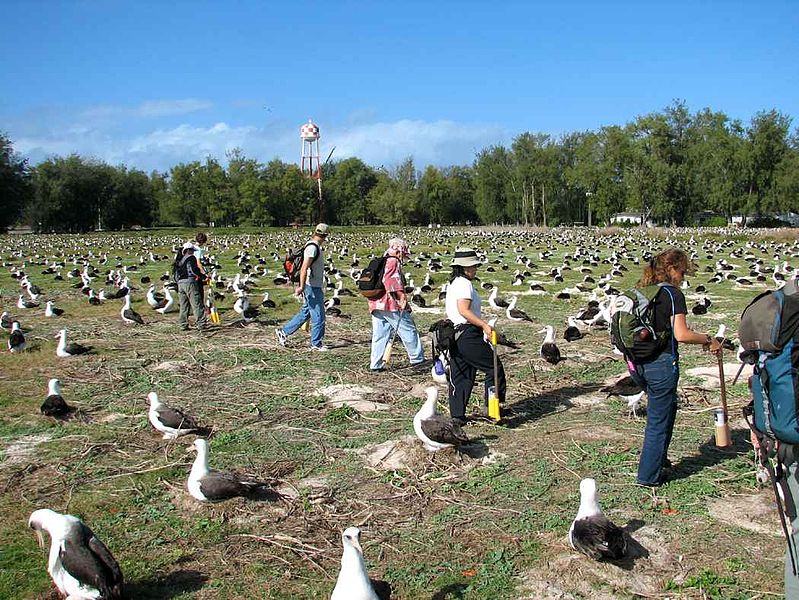 File:Counting laysan albatross nests on ground phoebastria immutabilis.jpg