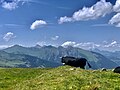 Cow overlooking Bernese Alps.jpg