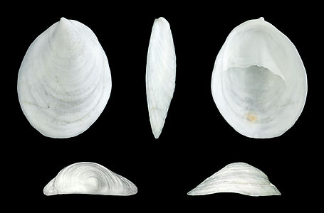 Crepidula unguiformis