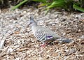 Crested Pigeon (32407126831).jpg