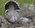 Crested Pigeon (Ocyphaps lophotes) mating display.jpg