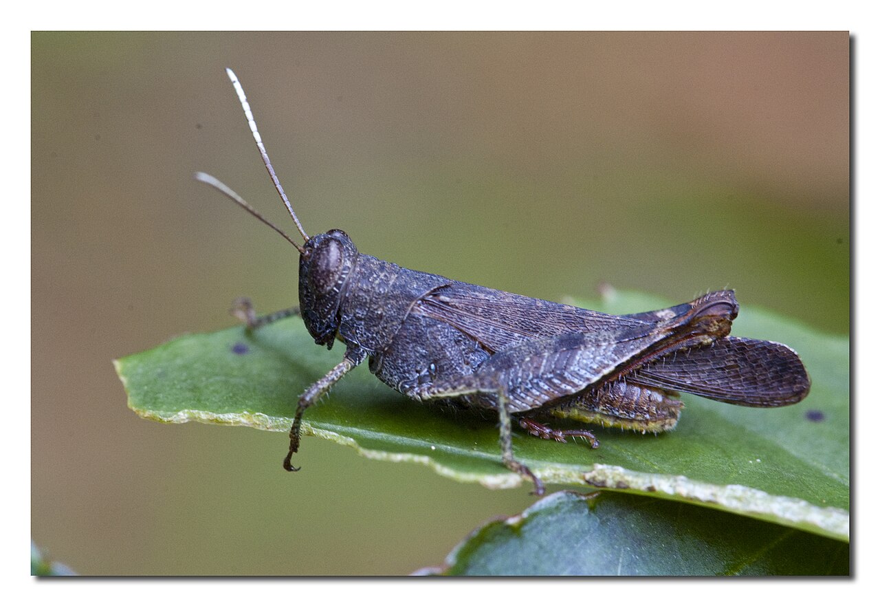 File:Cricket Insect.jpg - Wikimedia Commons