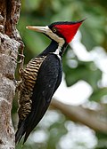 Crimson-crested Woodpecker (Campephilus melanoleucos) female - Mato Grosso.jpg