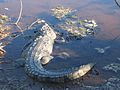 Crocodile at Cuba