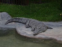 Crocodylus acutus Colombia 02.JPG
