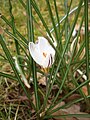 Crocus biflorus