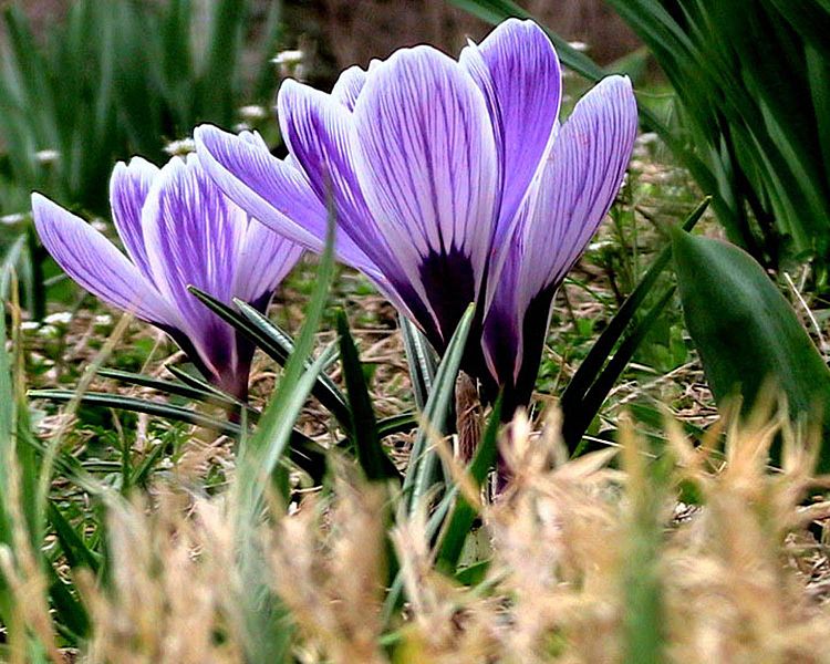 File:Crocus plant flowering.jpg