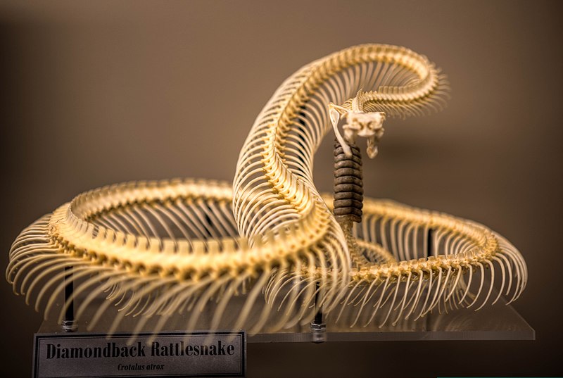 File:Crotalus atrox -Museum of Osteology, Oklahoma City, Oklahoma, USA-29Aug2012.jpg