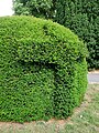 Topiary outside St Nicholas' Church, Chislehurst.