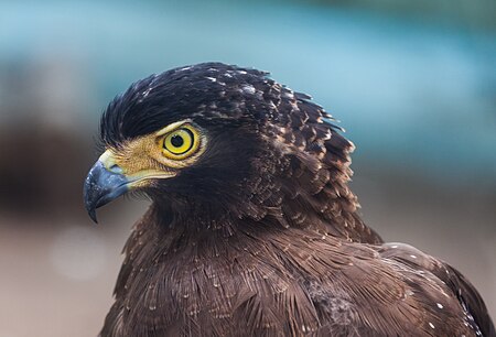 Tập_tin:Águila_perdicera_(Aquila_fasciata),_Zoo_de_Ciudad_Ho_Chi_Minh,_Vietnam,_2013-08-14,_DD_02.JPG