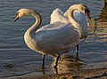 * Nomination Pair of mute swans (Cygnus olor) in Vistula river, Tyniec district of Krakow --Jakubhal 19:22, 28 February 2023 (UTC) * Promotion  Support Good quality. --Mike Peel 20:36, 28 February 2023 (UTC)