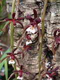 Cymbidium atropurpurea (2944479728).jpg