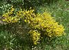 Cytisus scoparius 1.jpg